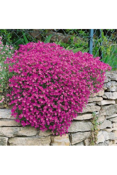 Яскравий рожевий килим Обрієти на кам`яній клумбі